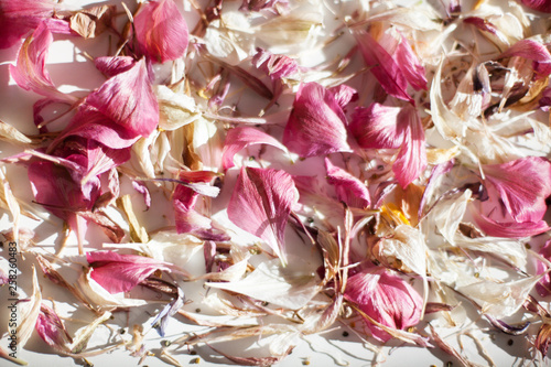 Fallen scattered pink and white flower petals blurred background close up, delicate light purple flowers petals soft focus backdrop macro, natural floral decorative tender pattern design, copy space