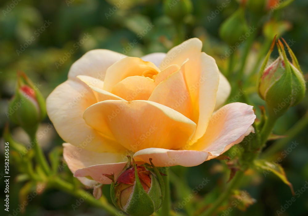 A beautiful bright fresh rose close up. A beautiful bright fresh rose close up.