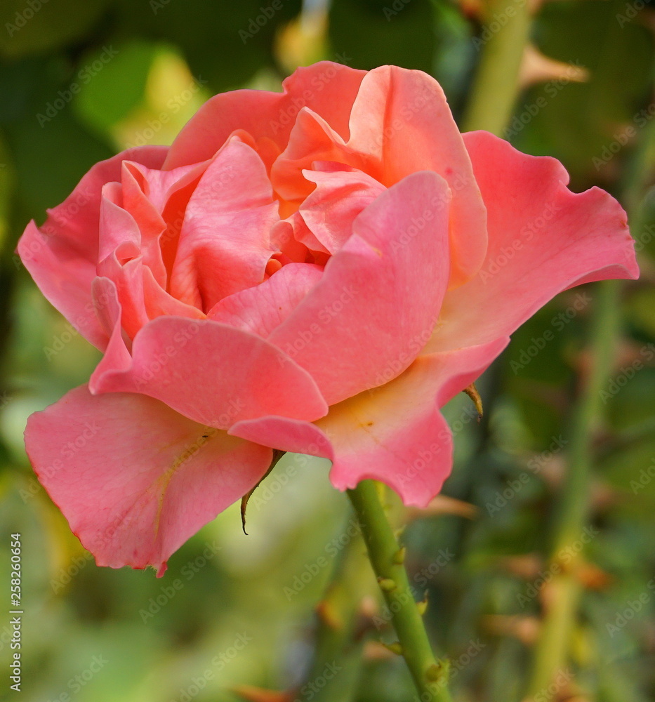 A beautiful bright fresh rose close up. A beautiful bright fresh rose close up.