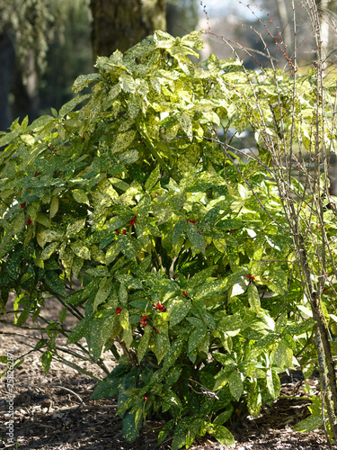  (Aucuba japonica) Aucuba du Japon au feuillage vert panaché de jaune avec des fruits rouges photo