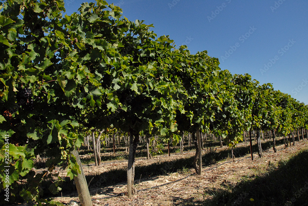 Rows of vines in vineyard. Lush green. Blue sky.