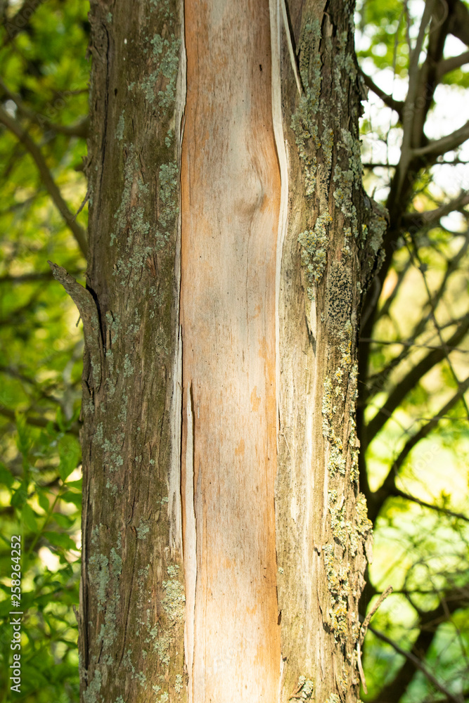 tree in forest