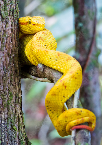 An eyelash viper (Bothriechis schlegelii) rests on a tree branch. Cahuita National Park, Costa Rica.