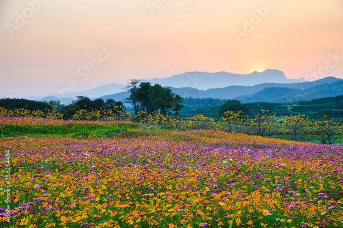 Slika na platnu Colorful cosmos flower blooming on hill