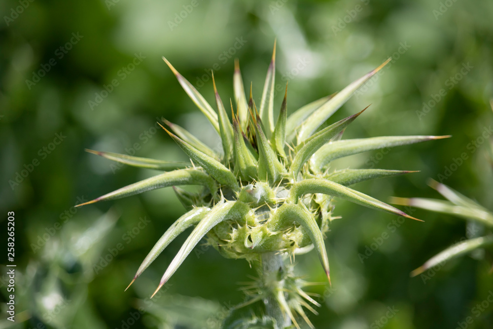 closeup of a plant flower nettle closeup of a plant flower nettle