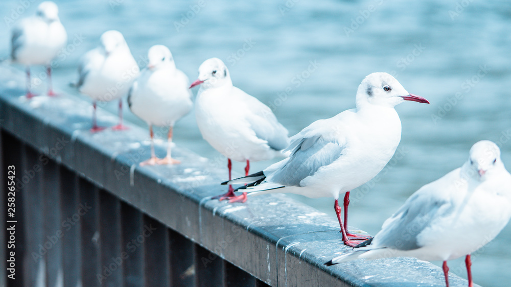 Obraz premium カモメ