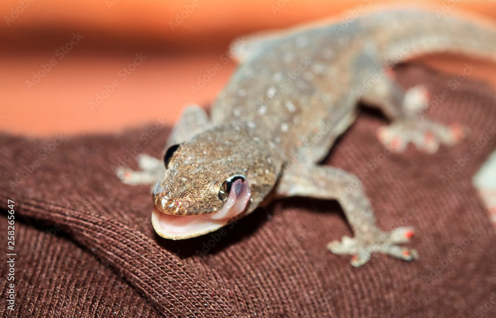 Obraz premium A common house gecko (Hemidactylus frenatus) licks its eye. Photographed in Costa Rica.