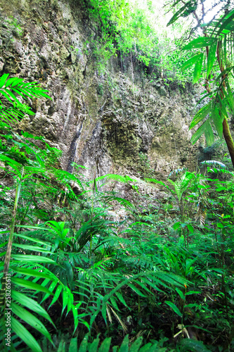 Massive rock cliffs in a dense and lush jungle in southern Belize.