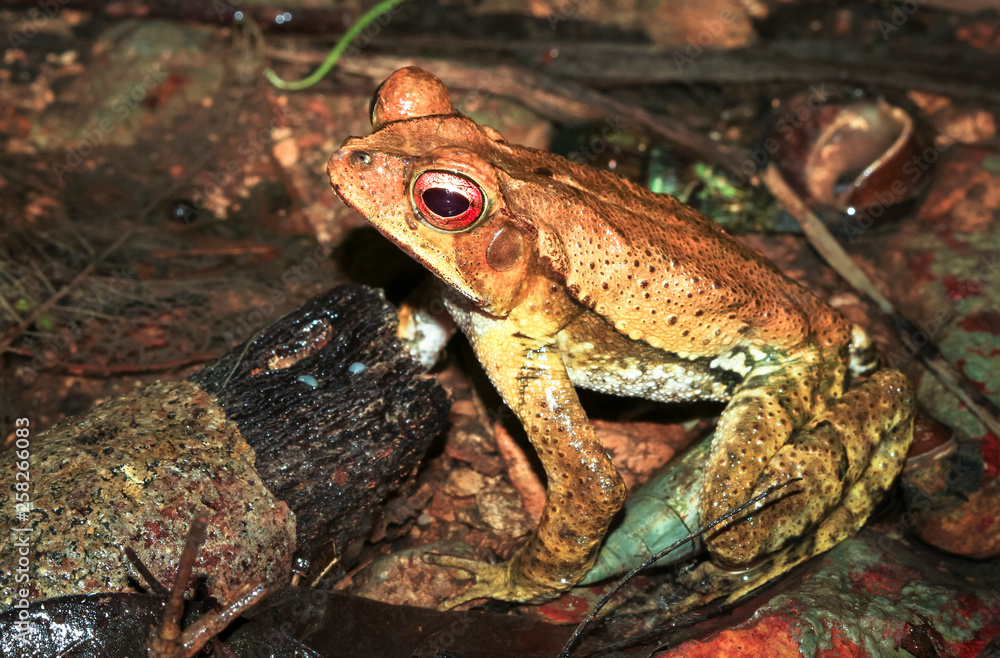 Fototapeta premium A gulf coast toad (Bufo valliceps) photographed at night in Belize.