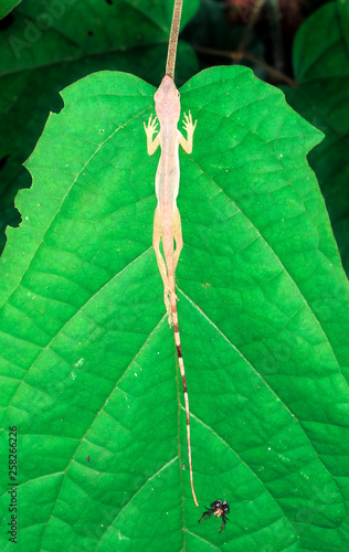 A slender anole (Anolis fuscoauratus) sleeps along the midvein of a large jungle leaf at night in Costa Rica. photo