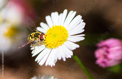 A hoverfly (family Syrphidae) on a daisy flower in Melbourne, Australia.