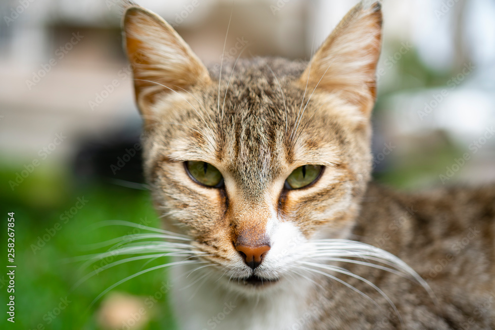 Closeup an alley cat