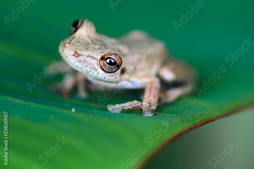 An olive-snouted treefrog (Scinax elaeochrous) sits on a banana leaf at night in Costa Rica. photo