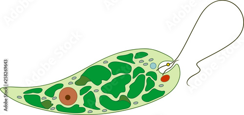 Structure of Euglena viridis