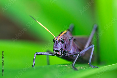 A Lubber Grasshopper (Taeniopoda reticulata) in Costa Rica.