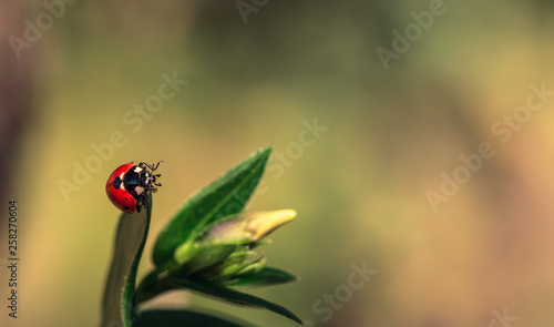 Ladybird on a green leaf on a sunny day