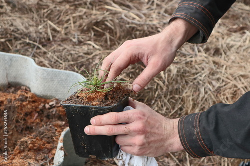 hands with cedar seeding