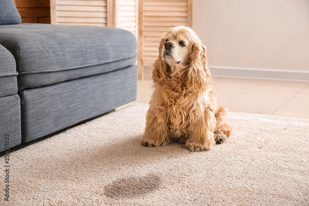 Cute dog near wet spot on carpet - obrazy, fototapety, plakaty 