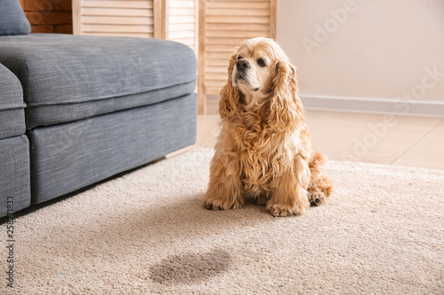 Φωτογραφία Cute dog near wet spot on carpet