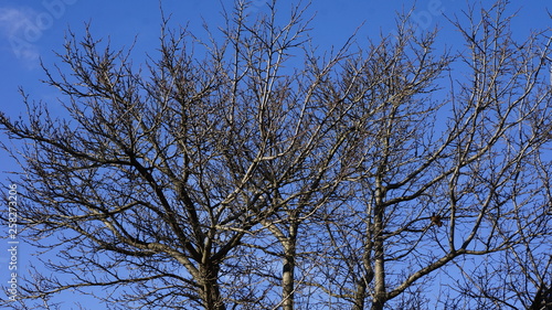 cherry, clouds, spring, tree, sky, blue, branches,
