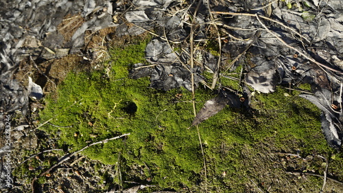 branch, last year's leaf, stem, plants, moss, spring, nature, green, foliage, marsh