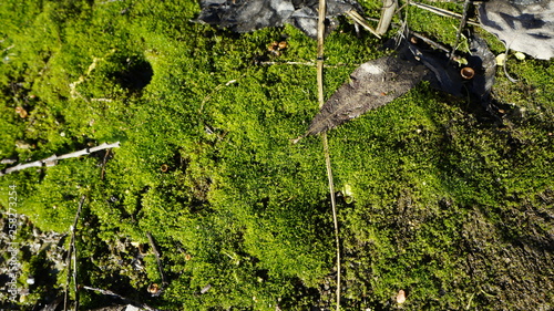 last year's leaf, stem, plants, moss, spring, nature, green, foliage