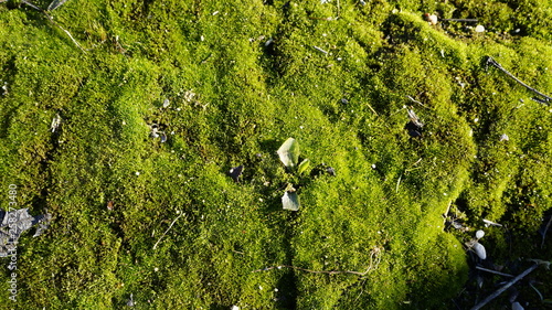 stem, plants, moss, spring, nature, green, foliage