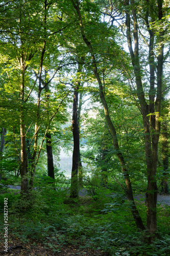 Laubwald  Nordrhein-Westfalen  Deutschland  Europa