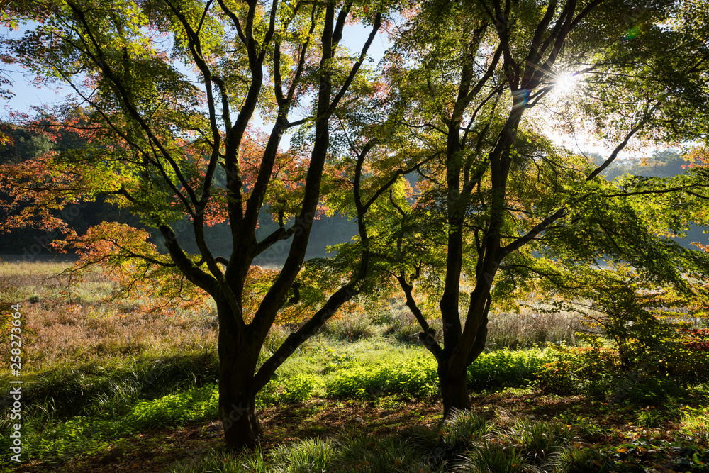 Bäume mit Herbstfärbung, Nordrhein-Westfalen, Deutschland, Europa Bäume mit Herbstfärbung, Nordrhein-Westfalen, Deutschland, Europa