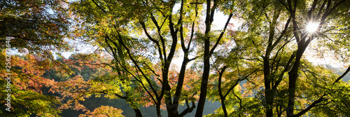 Bäume mit Herbstfärbung, Nordrhein-Westfalen, Deutschland, Europa