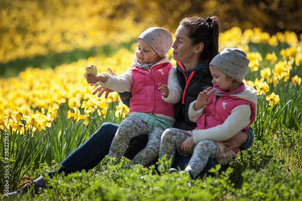 Fototapeta premium cute twin sisters, embrace on a background field with yellow flowers, happy cute and beautiful sisters having fun with mother in yellow flowers in spring in park, cheerful holidays outdoors