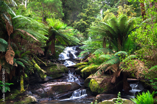 A small creek flows through a lush temperate rainforest lined with tree ferns in the Great Otway National Park  Victoria  Australia.