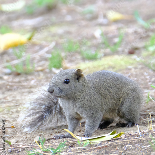Fototapeta Naklejka Na Ścianę i Meble -  squirrel