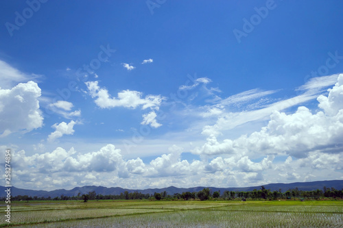Green wheat meadow under blue sky with clouds  Beautiful sky and cloud.