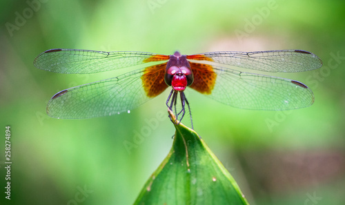 A dragonfly sits on a leaf tip in Tortuguero National Park, Costa Rica.