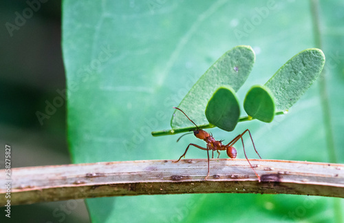 A leafcutter ant carries a large piece of a plant to its colony. Tortuguero National Park, Costa Rica. photo