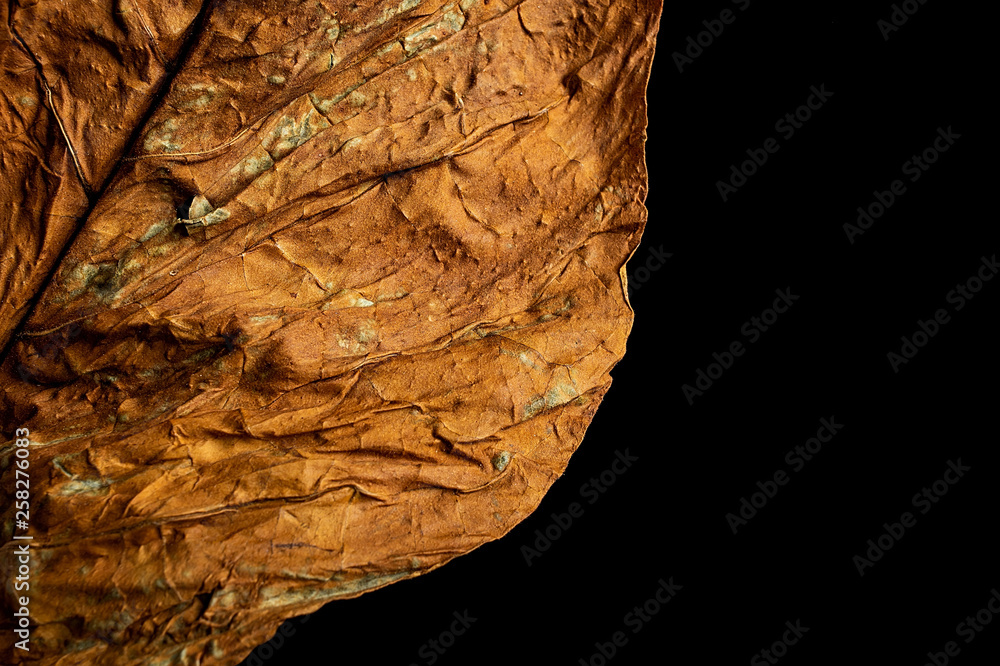 Fototapeta premium Dry tobacco leaves on black background