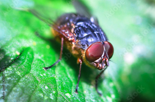 An adult blowfly (Calliphora nigrithorax) on a leaf in Baw Baw National Park, Australia.