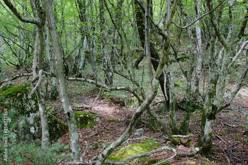 Dense Forest next to the Pozar Thermal Baths Aridaia Greece