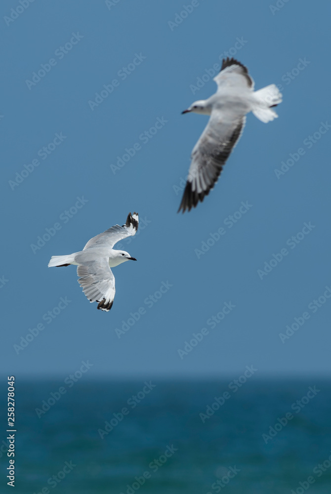 King Gull - Larus hartlaubii, beautifull large gull from southern African ocean coasts, Walvis Bay, Namibia. King Gull - Larus hartlaubii, beautifull large gull from southern African ocean coasts, Walvis Bay, Namibia.