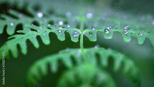 Φωτογραφία Droplets of water rest on a bracken fern in Baw Baw National Park, Australia