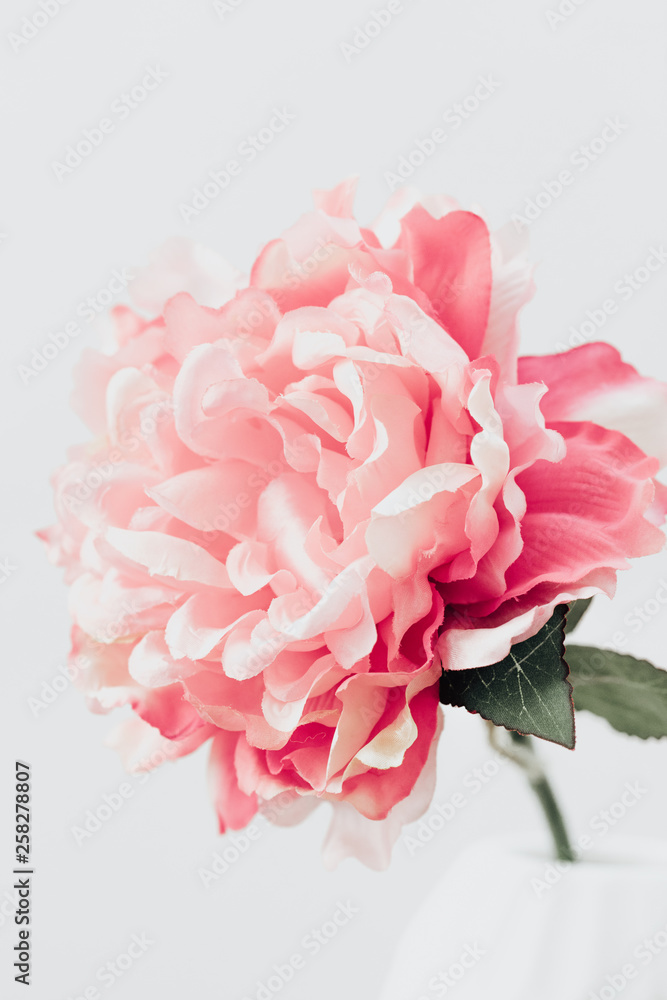 Pink Peony. Lifestyle image. Minimal home interior decoration. Poster image Pink Peony. Lifestyle image. Minimal home interior decoration. Poster image