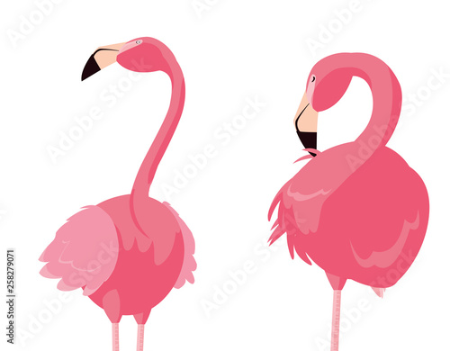 elegant flamingo birds couple