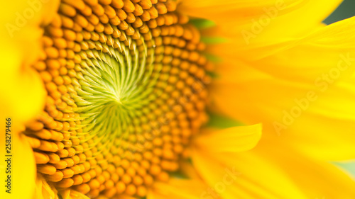 Closeup of a sunflower