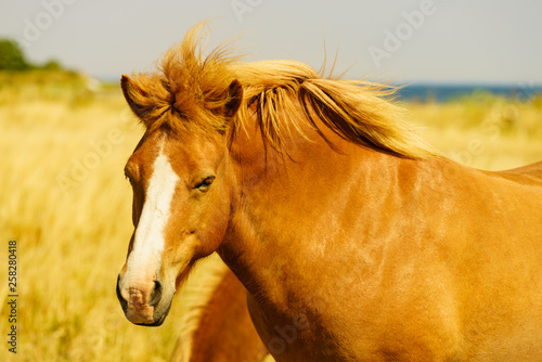 Horses herd on meadow field