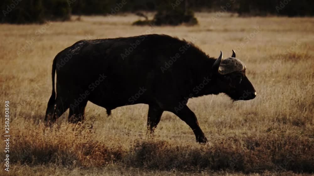 African buffalo in Masai Mara park on a sunset African buffalo in Masai Mara park on a sunset