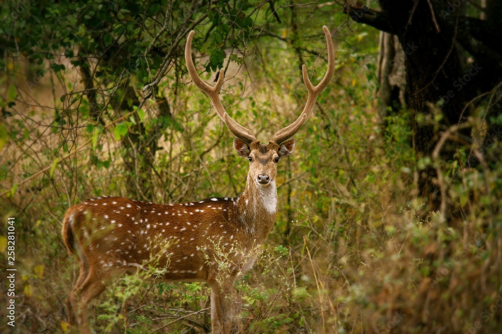 Obraz premium Deer with beautiful horns