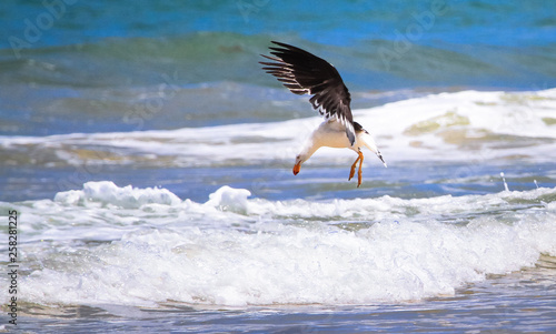 Photography A Pacific gull (Larus pacificus) prepares to dive into the ocean while hunting in the Wilsons Promontory National Park, Victoria, Australia