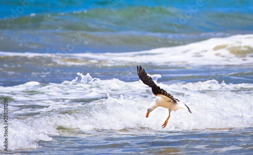 Photography A Pacific gull (Larus pacificus) prepares to dive into the ocean while hunting in the Wilsons Promontory National Park, Victoria, Australia
