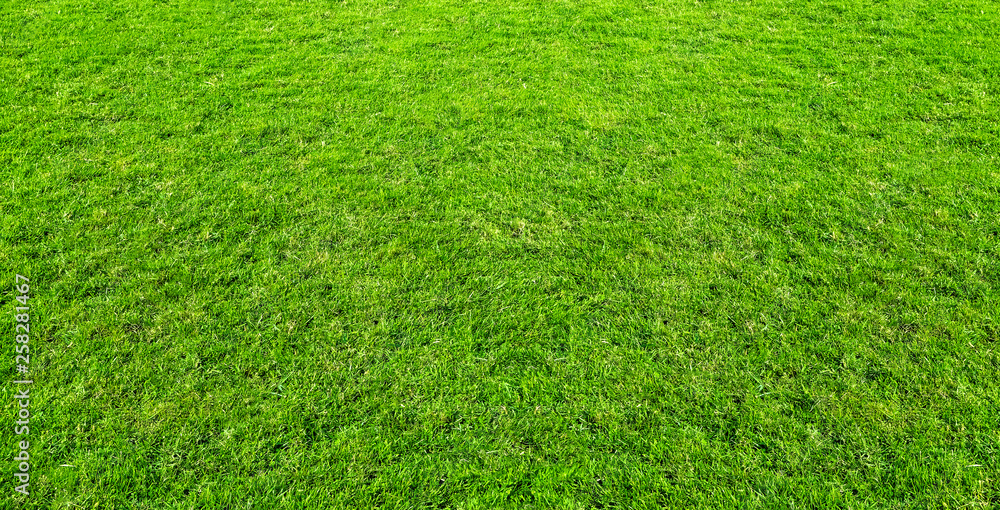 Landscape of grass field in green public park use as natural background or backdrop. Green grass texture from a field. Landscape of grass field in green public park use as natural background or backdrop. Green grass texture from a field.